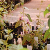 Greenhouse experiments (Kate Eisen)